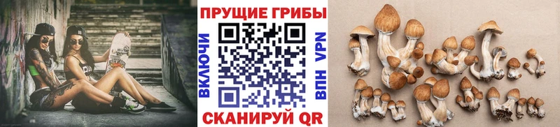 Псилоцибиновые грибы Psilocybine cubensis  магазин продажи наркотиков  Аша 